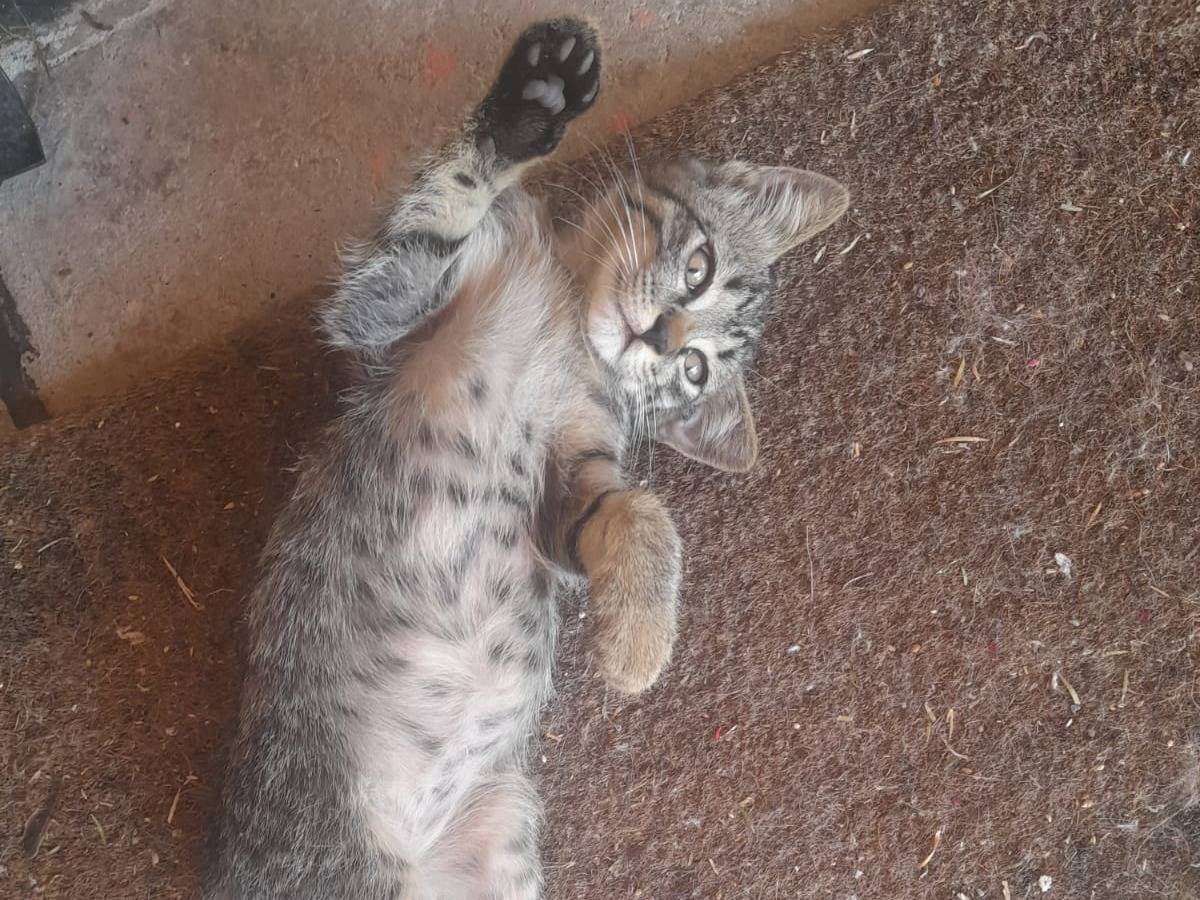 Adotta un gatto, maschio, 2 mesi, Roma