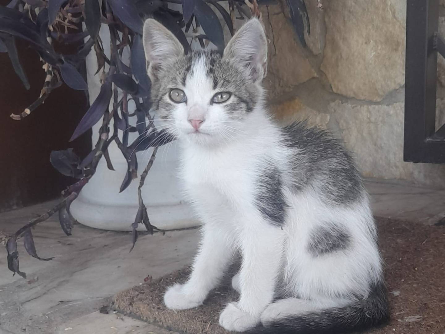Adotta un gatto, taglia non valida, maschio, Roma