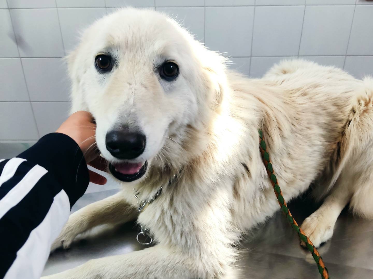 Adozione cane, femmina, Razza sconosciuta Razza sconosciuta, 2 anni e 1 mese, taglia media, Livorno
