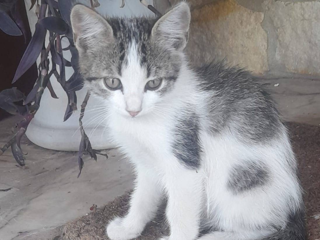 Vuoi adottare un gatto a Roma?