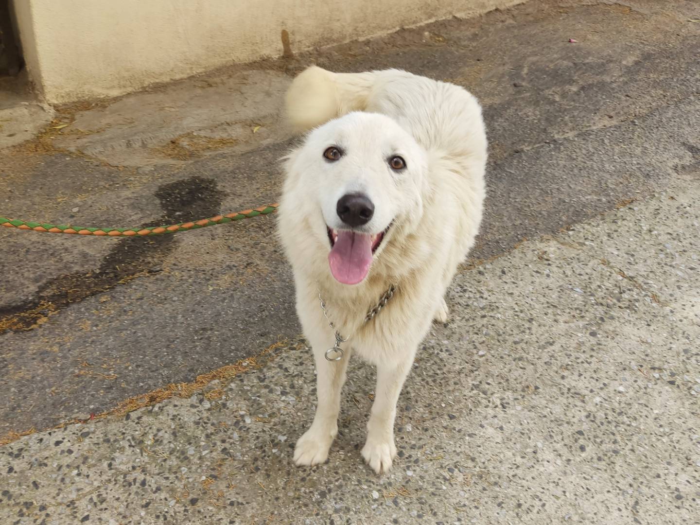 Adotta un cane, taglia media, femmina, Livorno