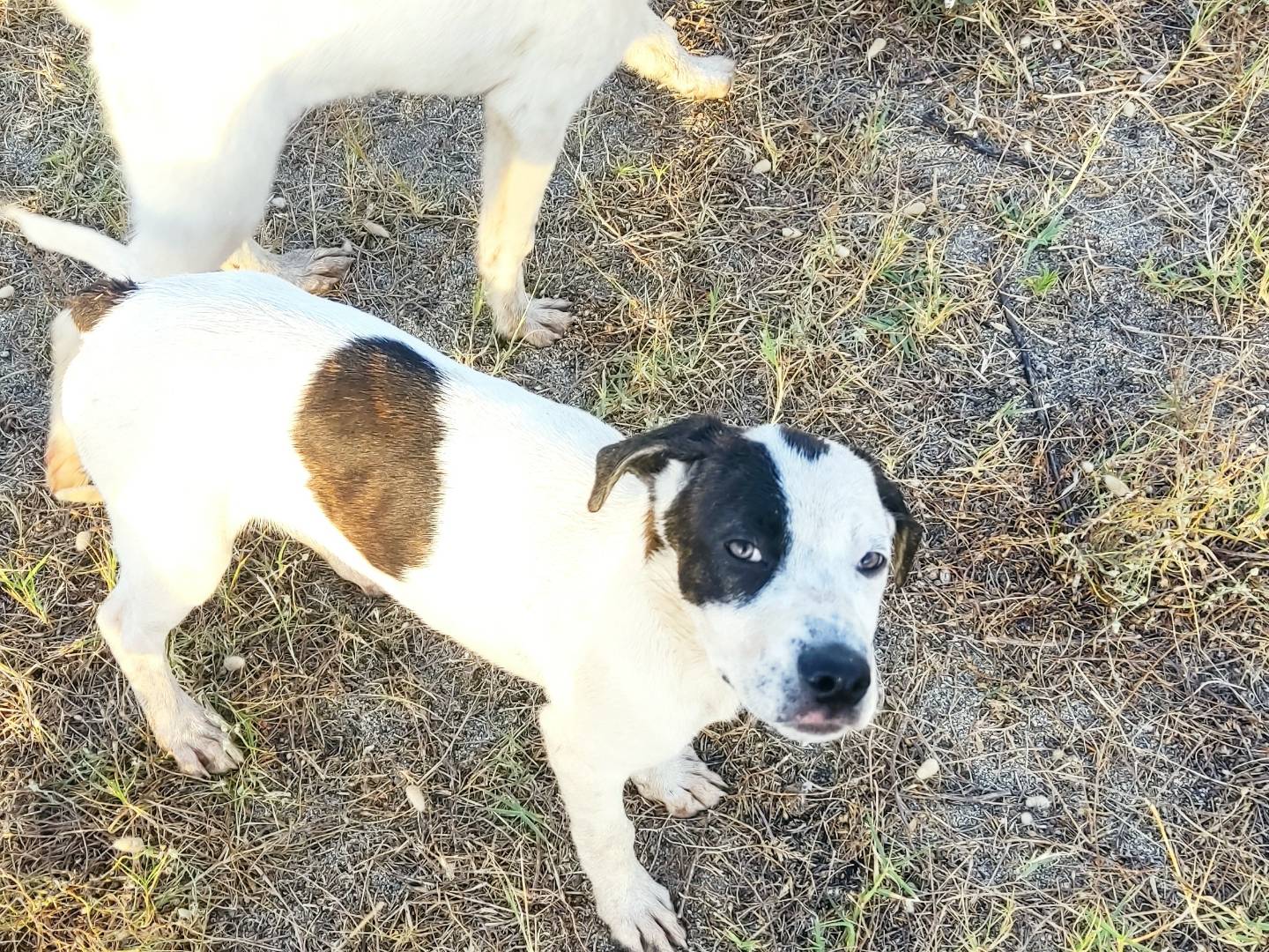 Adotta un cane, femmina, 4 mesi, Arezzo