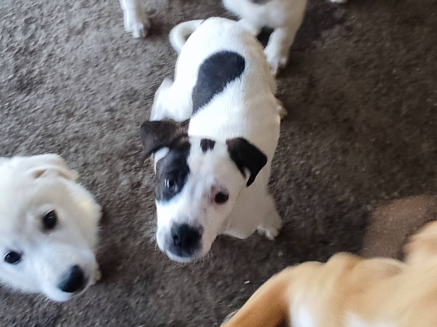 Adotta un cane, taglia media, femmina, Arezzo