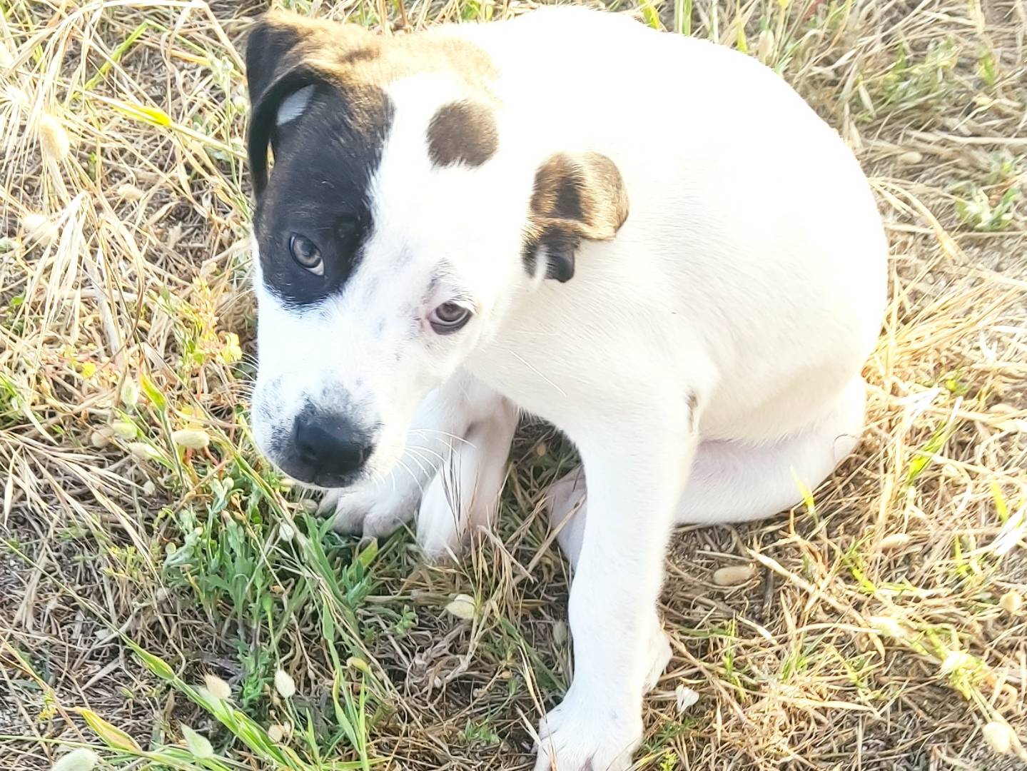 Vuoi adottare un cane a Arezzo?