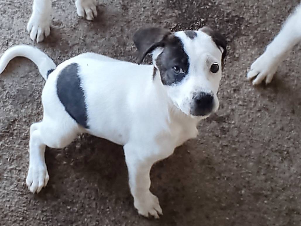 Adozione cane, femmina, Razza sconosciuta Razza sconosciuta, 4 mesi, taglia media, Arezzo