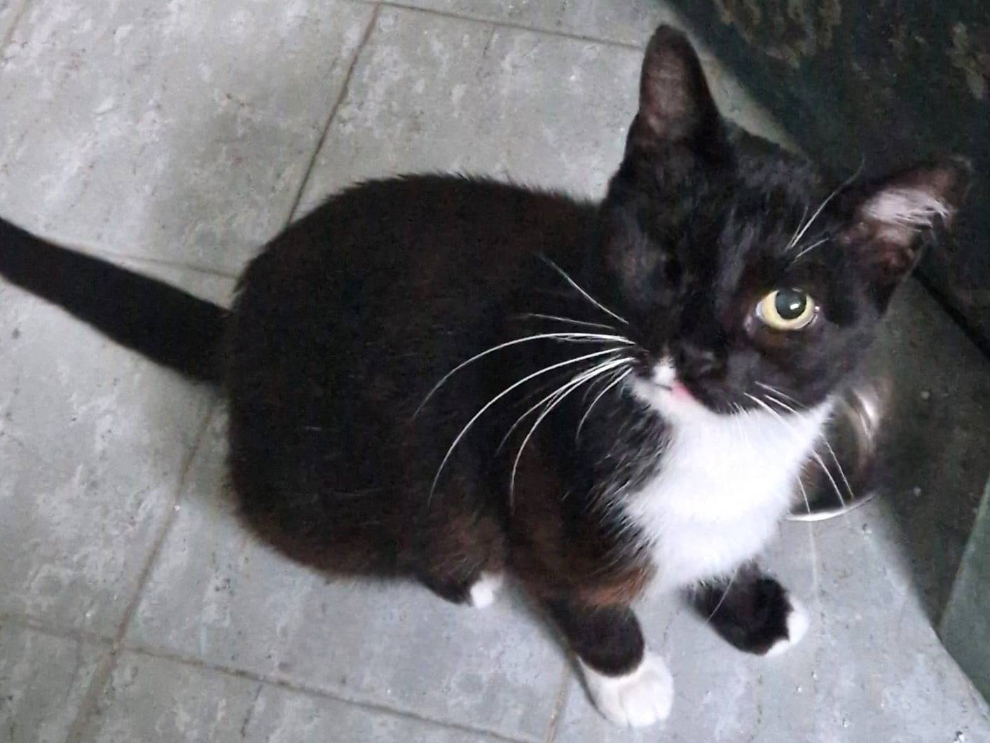 Adozione gatto, femmina, Razza sconosciuta Razza sconosciuta, 1 anno e 5 mesi, taglia non valida, Roma
