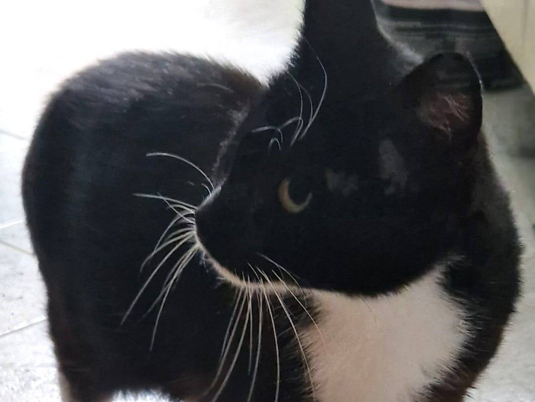 Adotta un gatto, femmina, 1 anno e 5 mesi, Roma