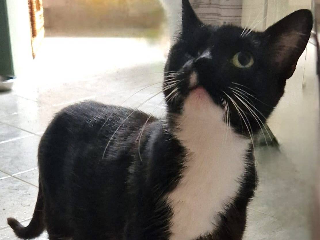 Adotta un gatto, taglia non valida, femmina, Roma