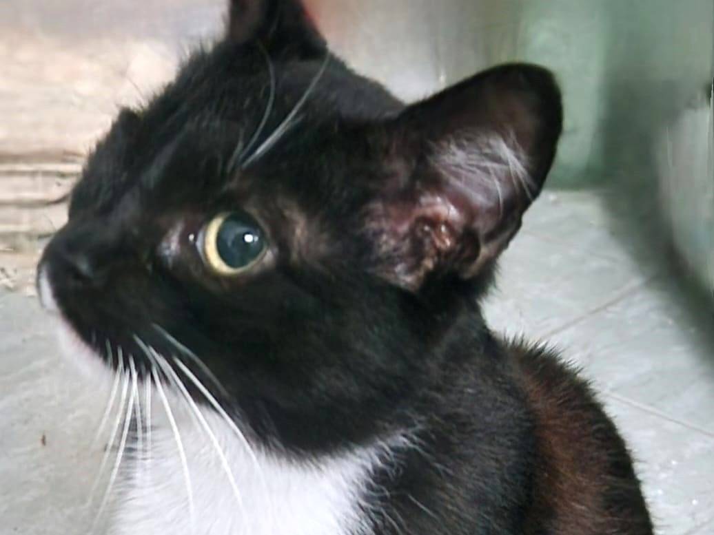 Vuoi adottare un gatto a Roma?