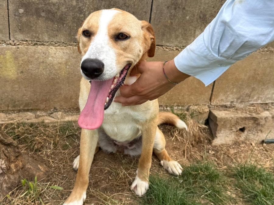 Vuoi adottare un cane a Frosinone?