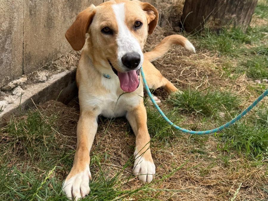 Adotta un cane, taglia media contenuta, femmina, Frosinone