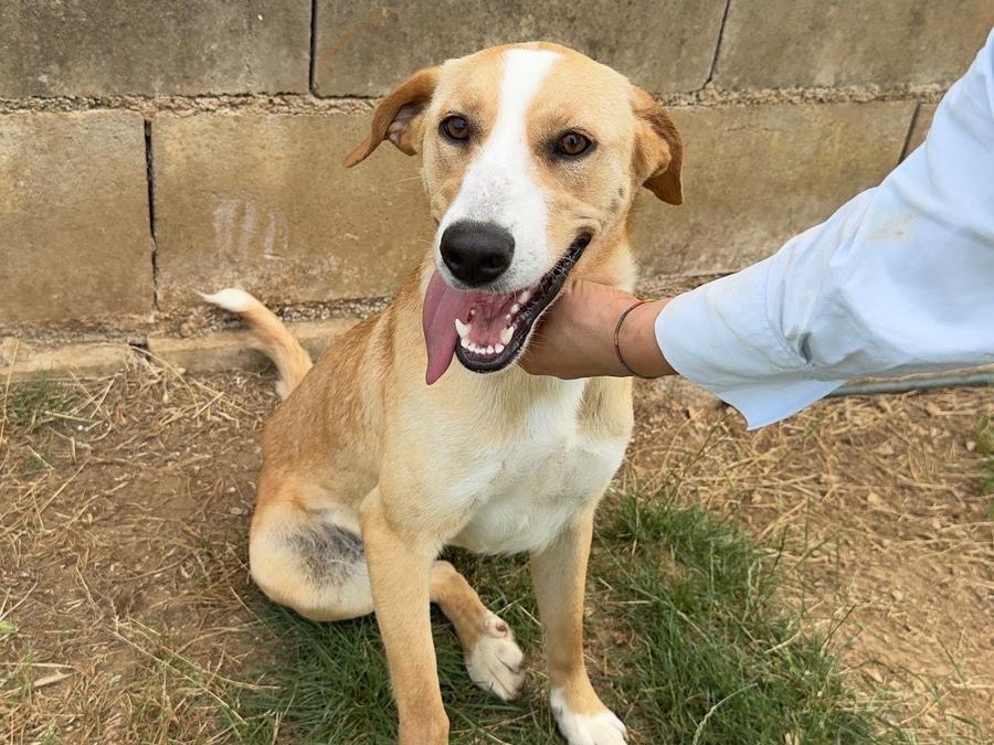 Adozione cane, femmina, Razza sconosciuta Razza sconosciuta, 2 anni, taglia media contenuta, Frosinone