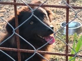 Adozione cane, maschio, Border Collie Razza sconosciuta, 3 anni e 7 mesi, taglia media contenuta, Roma