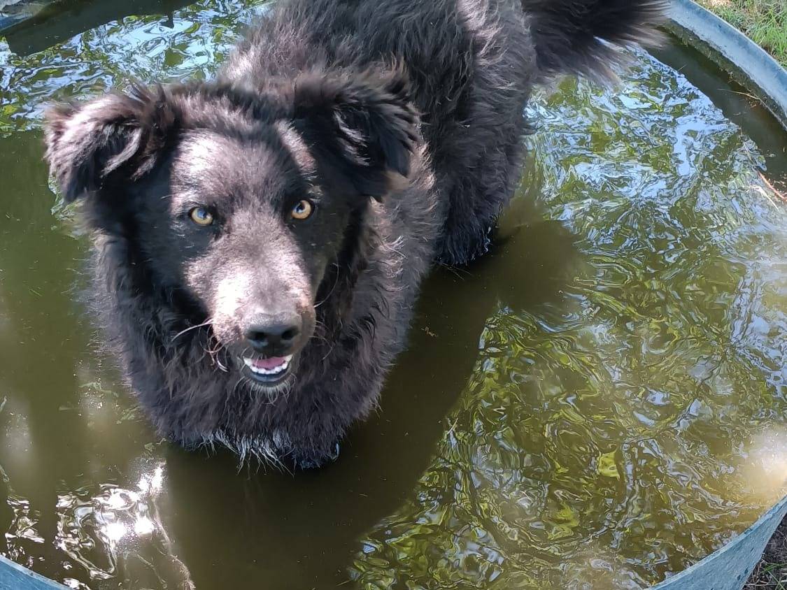 Adotta un cane, maschio, 3 anni e 7 mesi, Roma