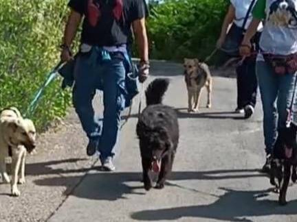 Adotta un cane, taglia media contenuta, maschio, Roma