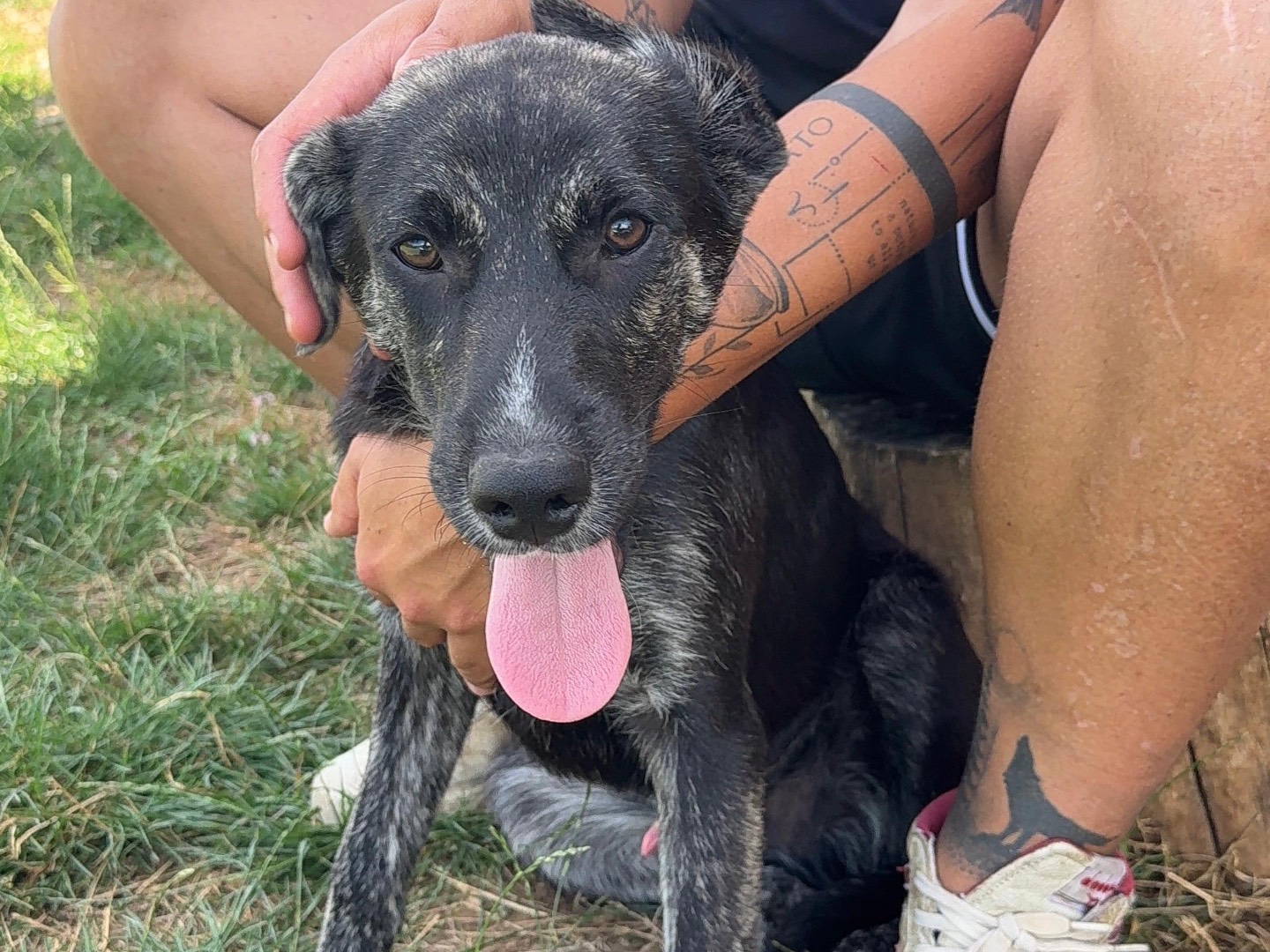 Vuoi adottare un cane a Frosinone?