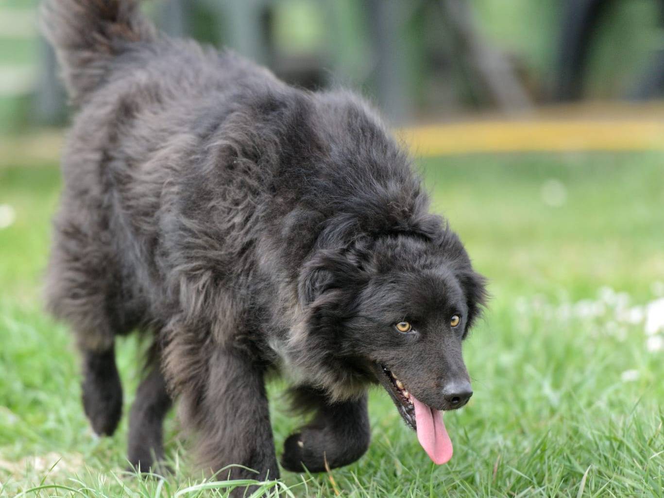 Vuoi adottare un cane a Roma?