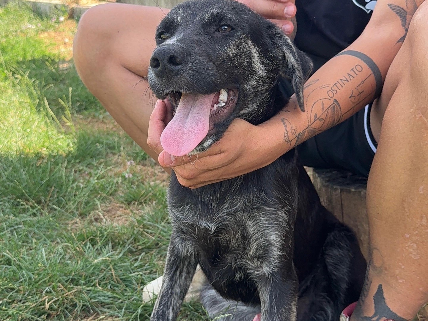 Adotta il cane Shadow a Frosinone