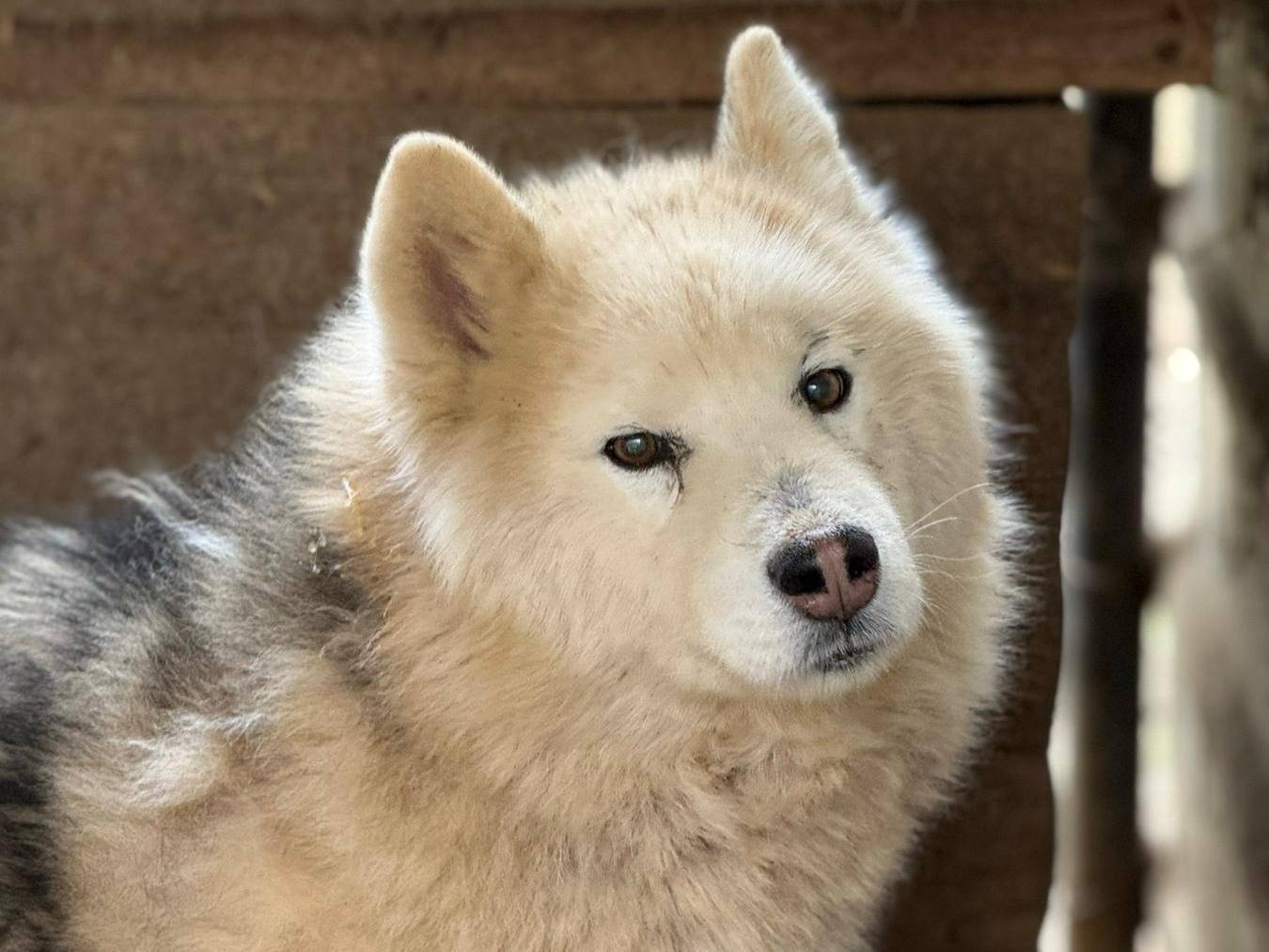 Adozione cane, maschio, Siberian Husky Razza sconosciuta, 11 anni, taglia media, Firenze