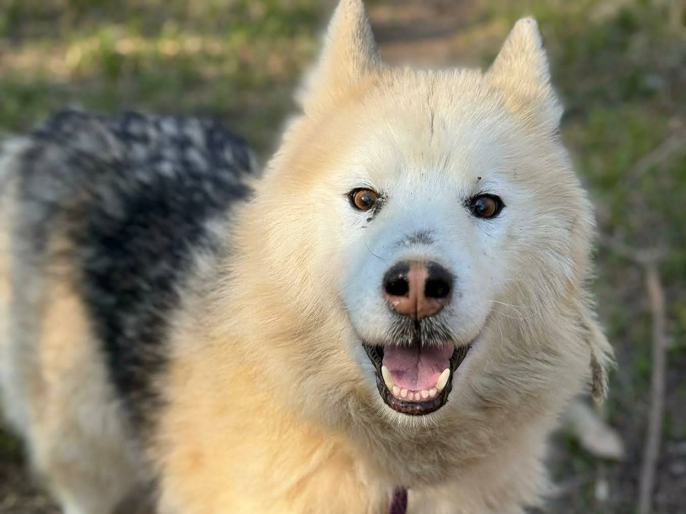 Adotta un cane, maschio, 11 anni, Firenze