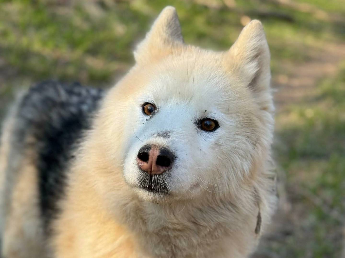 Adotta un cane, taglia media, maschio, Firenze