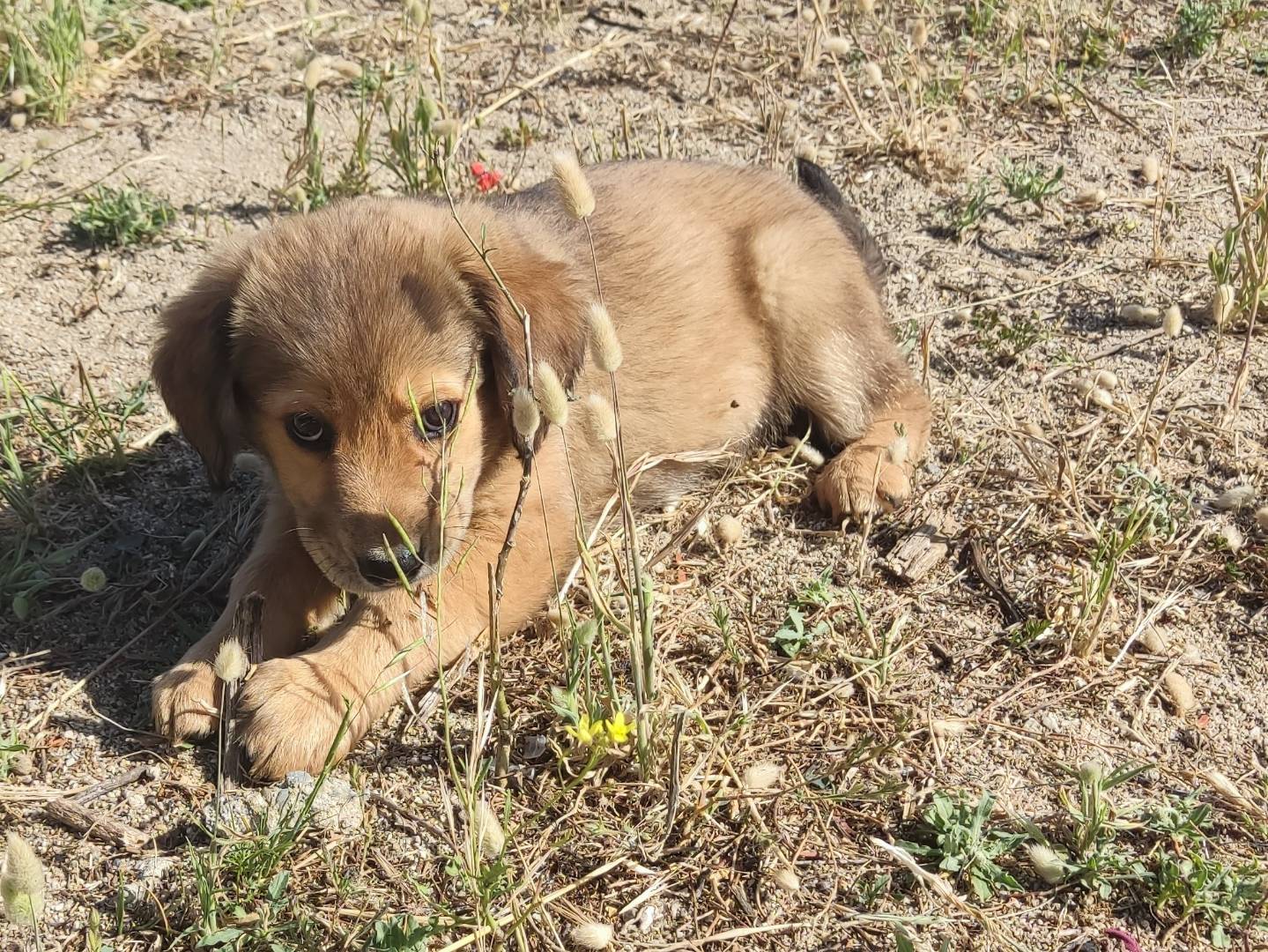 Adotta un cane, femmina, 4 mesi, Bergamo