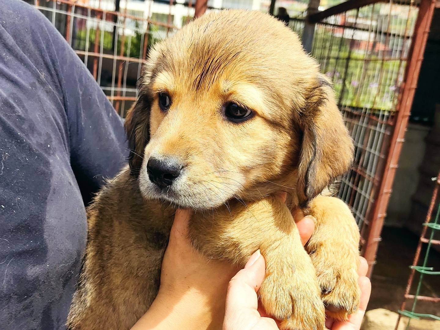 Adozione cane, femmina, Razza sconosciuta Razza sconosciuta, 4 mesi, taglia media, Bergamo