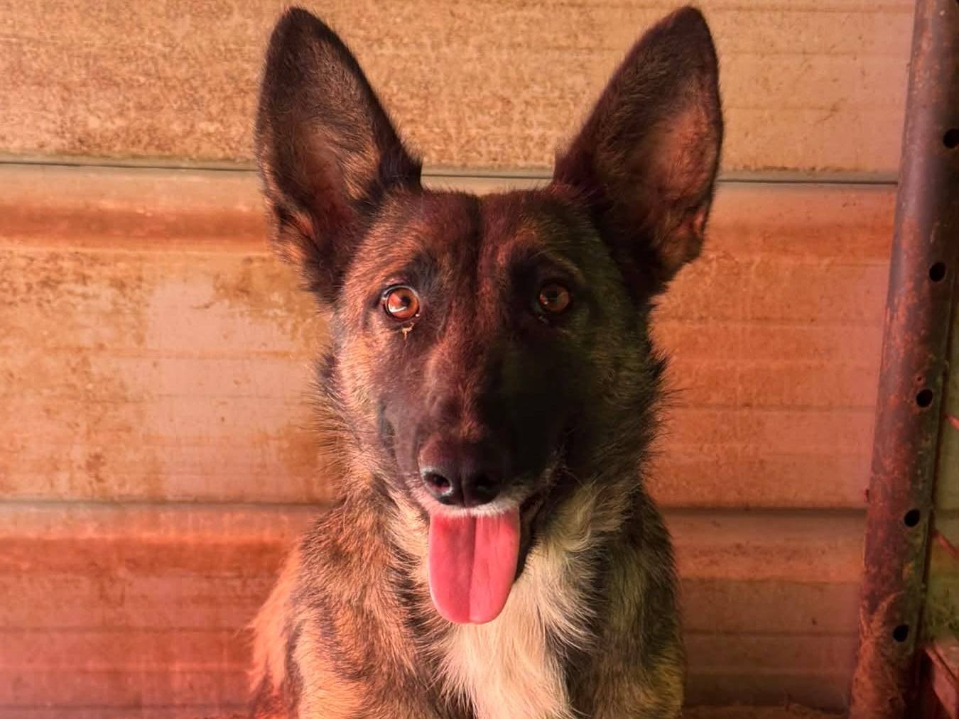 Adotta il cane EVA a Firenze
