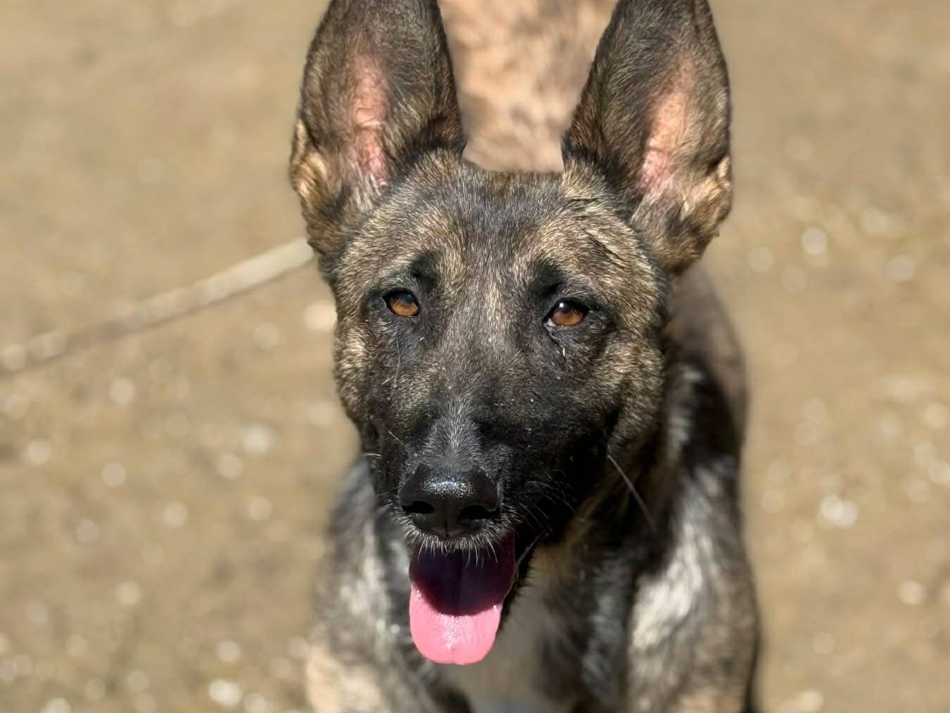 Adozione cane, femmina, Razza sconosciuta Razza sconosciuta, 2 anni, taglia media contenuta, Firenze