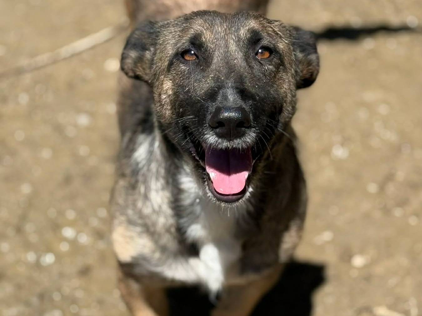 Adotta un cane, taglia media contenuta, femmina, Firenze