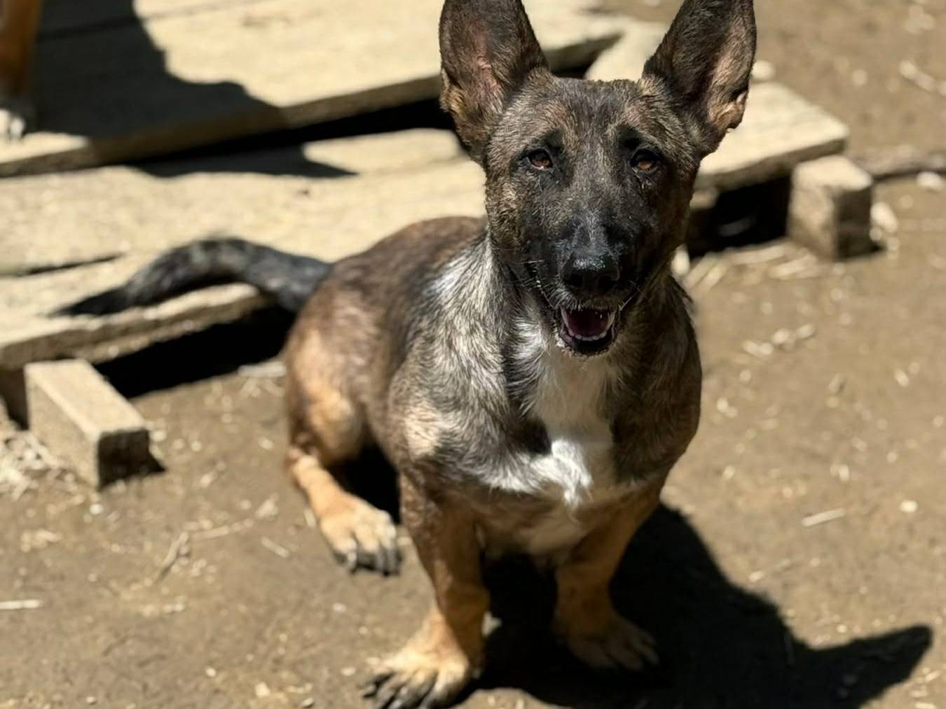 Vuoi adottare un cane a Firenze?