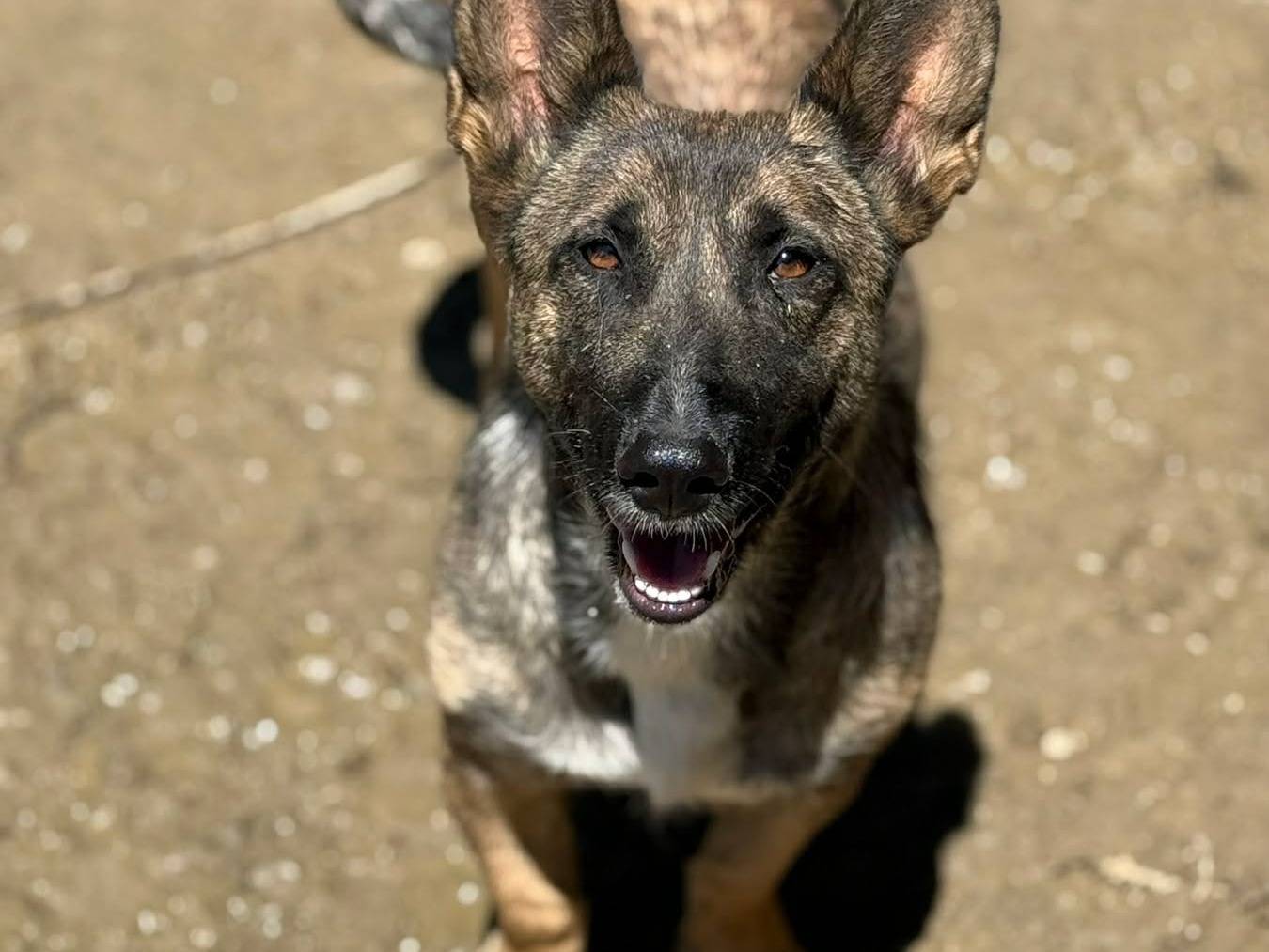 Adotta un cane, femmina, 2 anni, Firenze