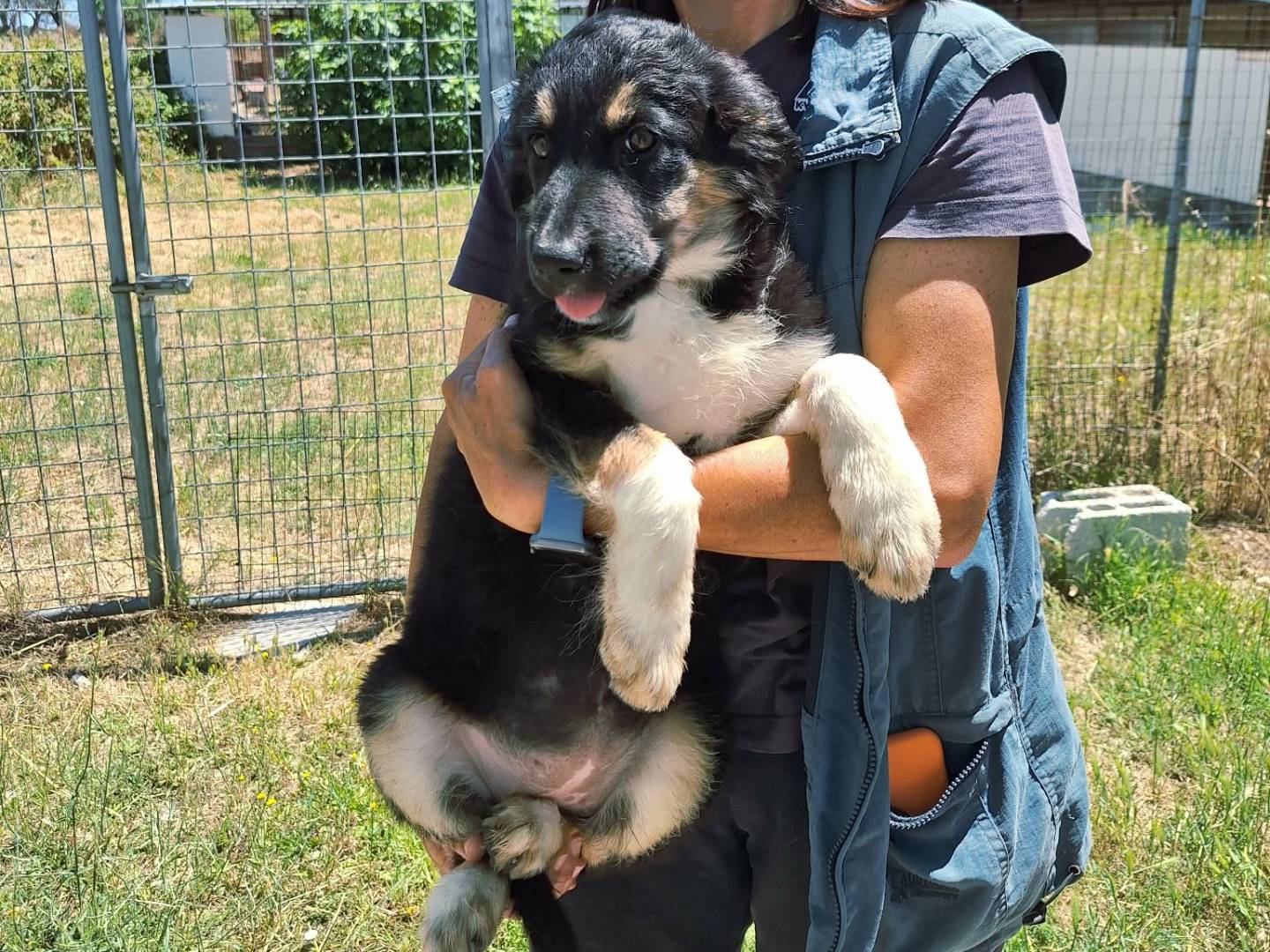 Adozione cane, femmina, Razza sconosciuta Razza sconosciuta, 3 mesi, taglia grande, Bari