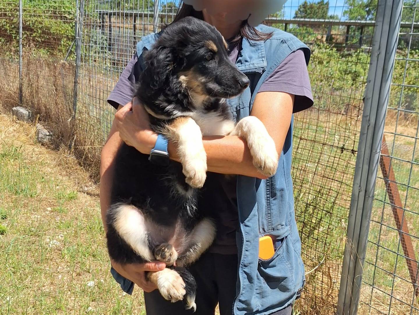 Adotta un cane, femmina, 3 mesi, Bari