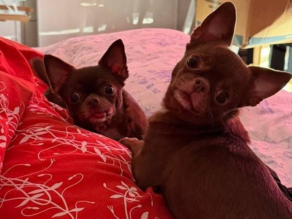 Adotta un cane, femmina, 3 anni e 6 mesi, Milano