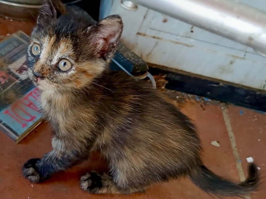 Adotta un gatto, femmina, 3 mesi, Viterbo