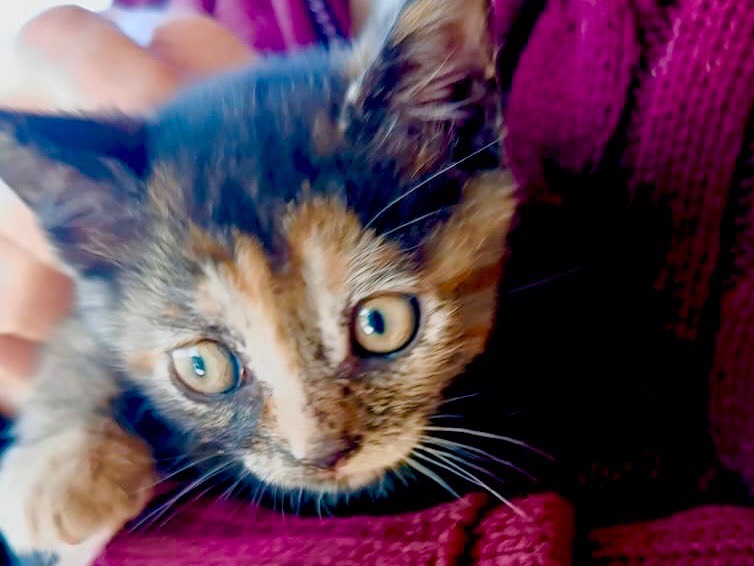 Adotta un gatto, taglia non valida, femmina, Viterbo