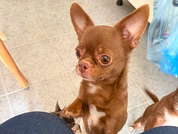 Adozione cane, femmina, Chihuahua Razza sconosciuta, 3 anni e 6 mesi, taglia piccola, Milano