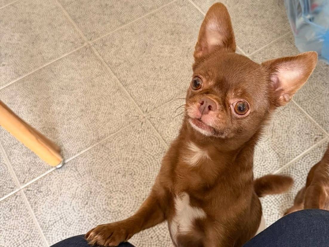 Adozione cane, maschio, Chihuahua Razza sconosciuta, 5 anni e 3 mesi, taglia piccola, Milano