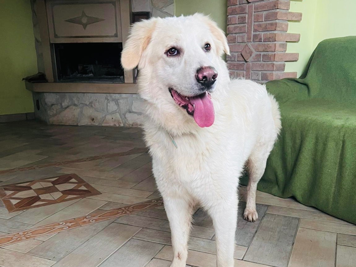 Adozione cane, maschio, Pastore maremmano Razza sconosciuta, 1 anno e 7 mesi, taglia media, Frosinone