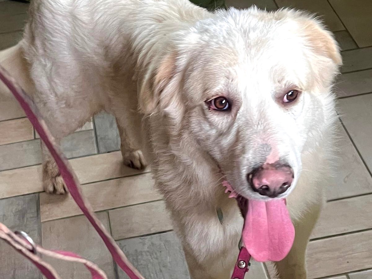 Adotta un cane, maschio, 1 anno e 7 mesi, Frosinone