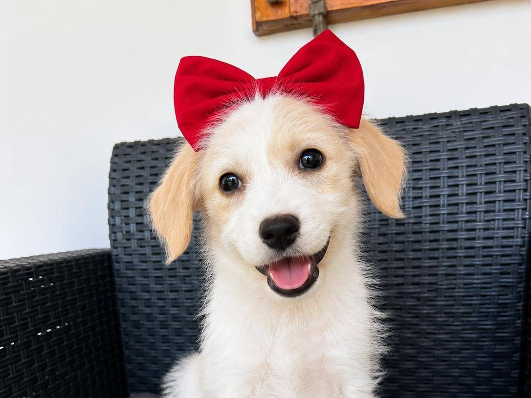 Adozione cane, femmina, Razza sconosciuta Razza sconosciuta, 3 mesi, taglia media, Trapani
