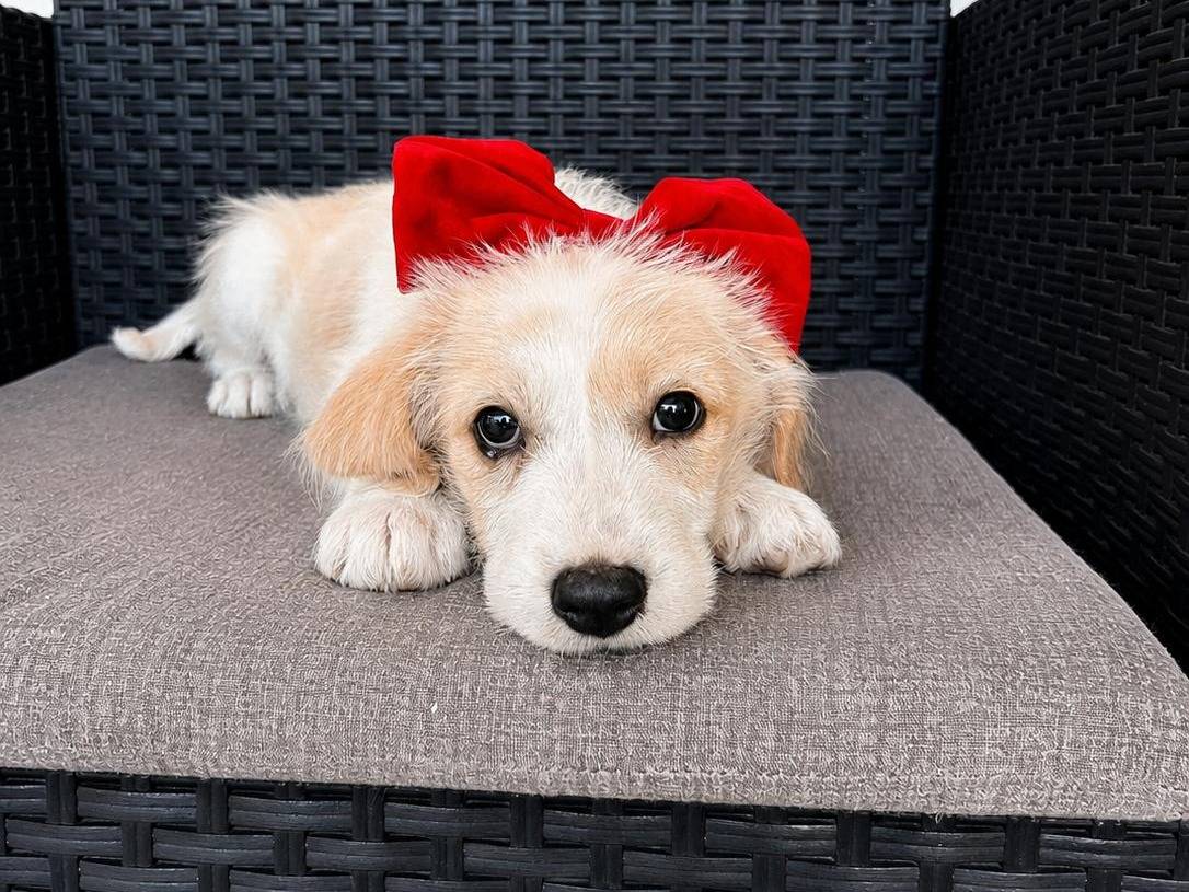 Adotta un cane, femmina, 3 mesi, Trapani