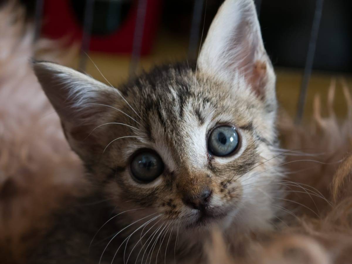 Adotta un gatto, femmina, 1 mese, Taranto