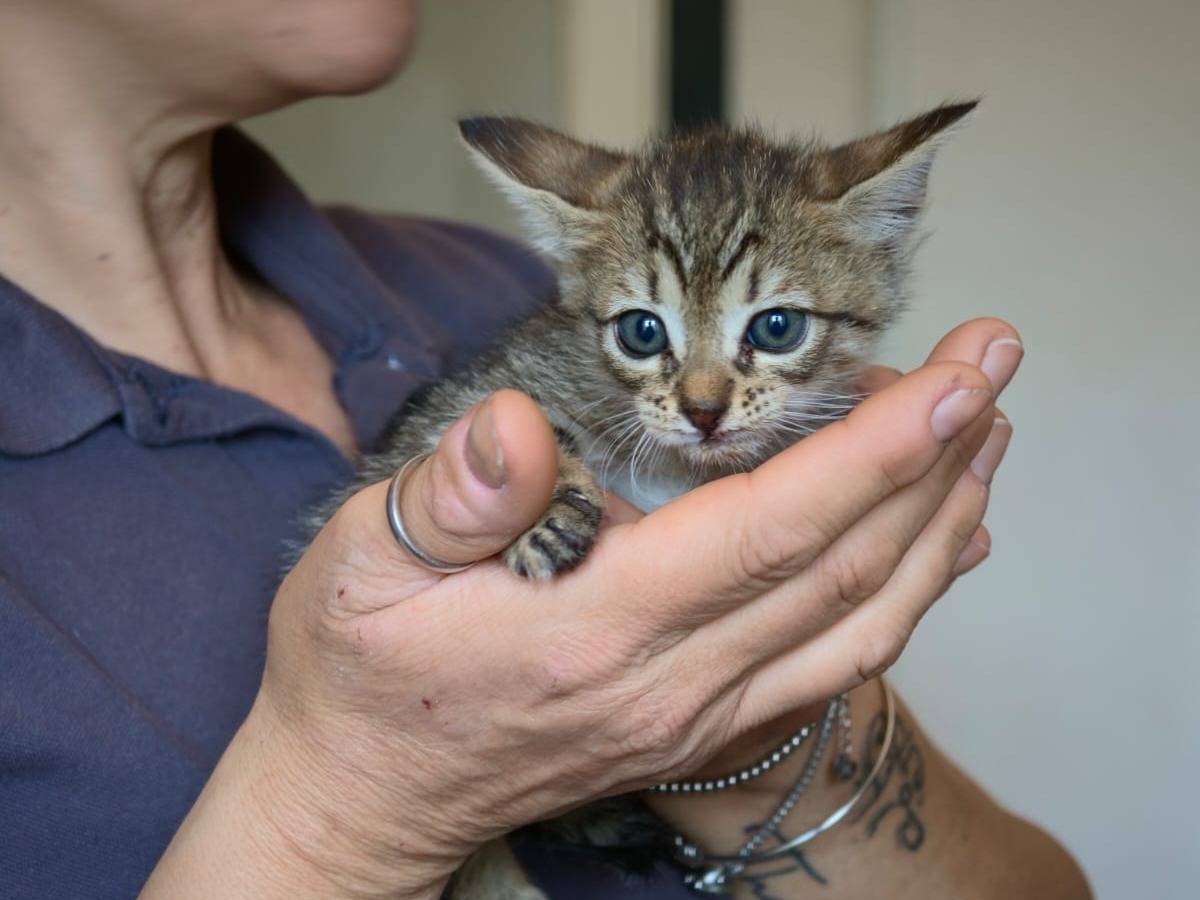 Adotta un gatto, taglia non valida, femmina, Taranto