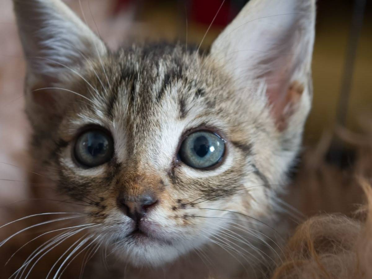 Vuoi adottare un gatto a Taranto?