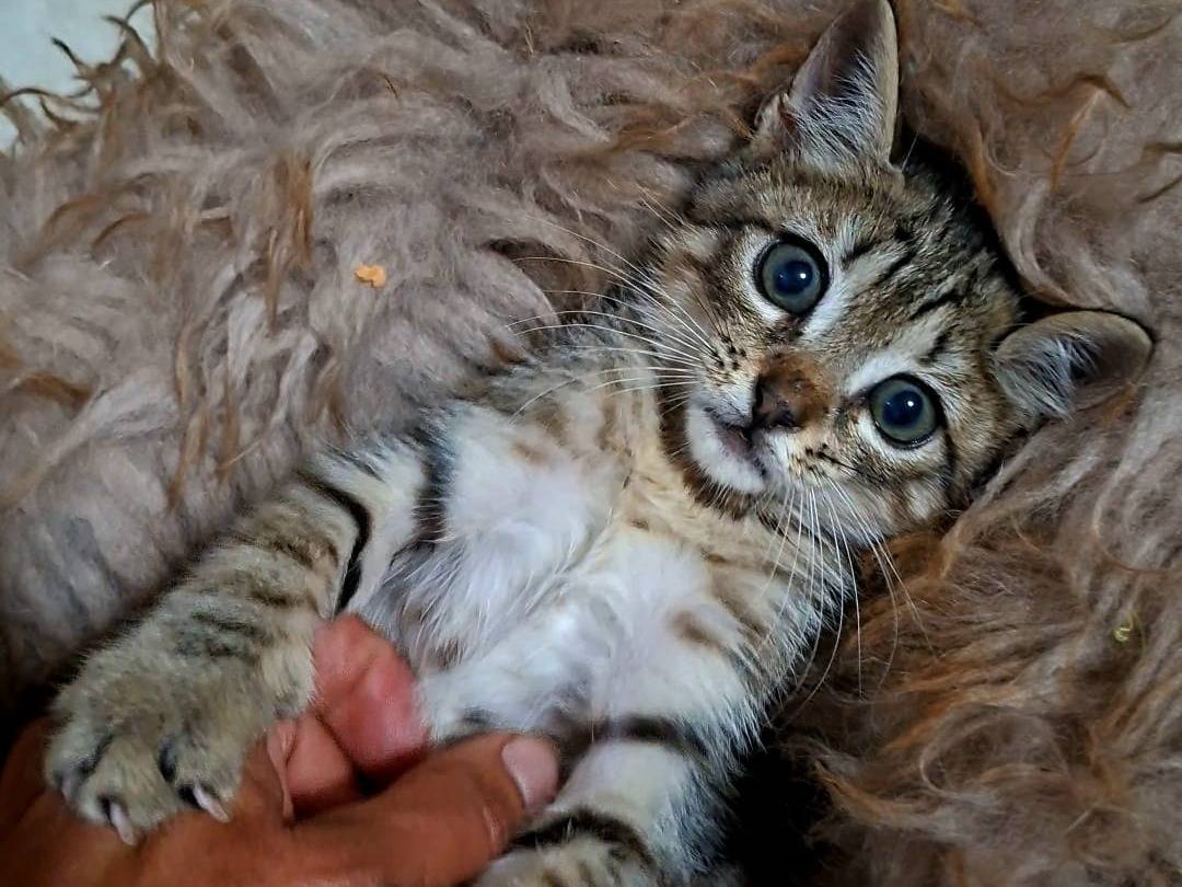 Adozione gatto, femmina, Razza sconosciuta Razza sconosciuta, 1 mese, taglia non valida, Taranto