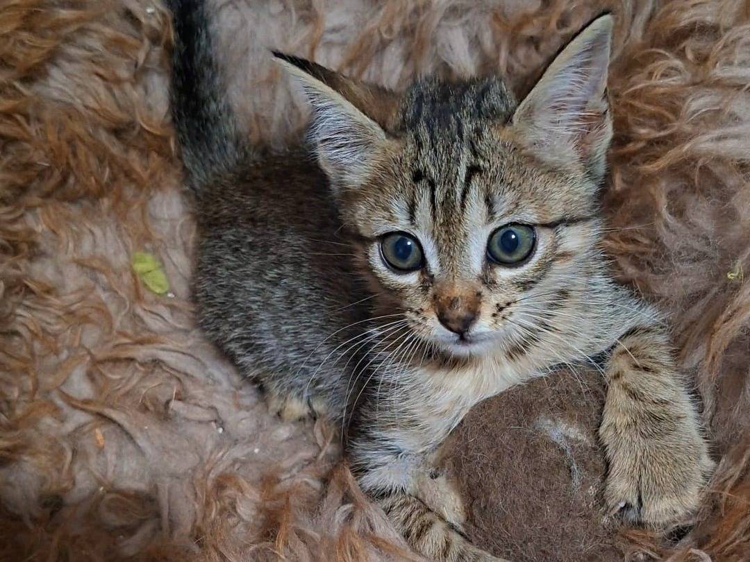 Adotta il gatto summer a Taranto