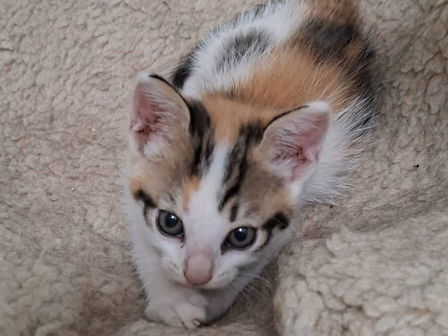 Adozione gatto, femmina, Razza sconosciuta Razza sconosciuta, 1 mese, taglia non valida, Taranto