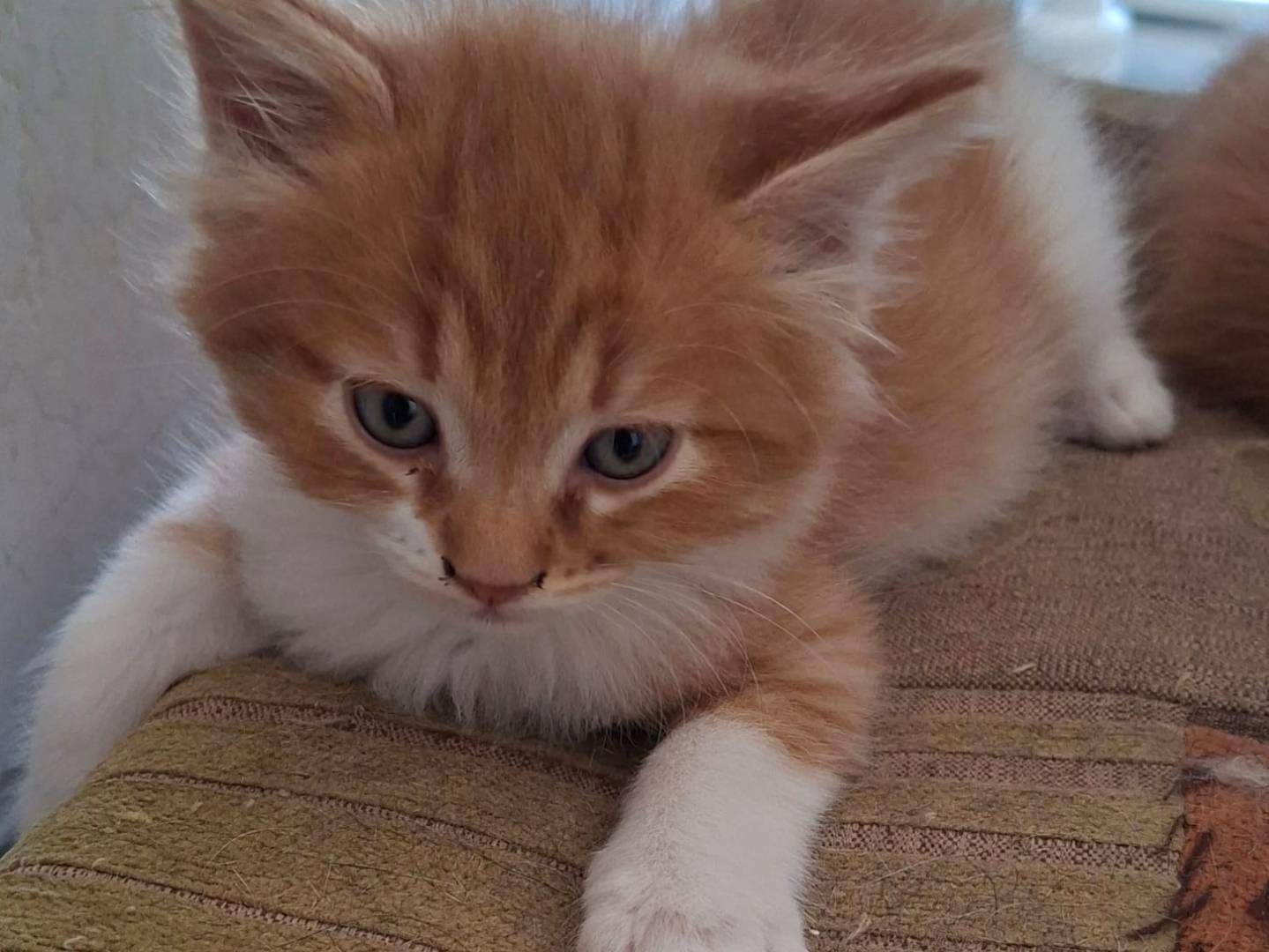 Adozione gatto, maschio, Razza sconosciuta Razza sconosciuta, 1 mese, taglia non valida, Taranto